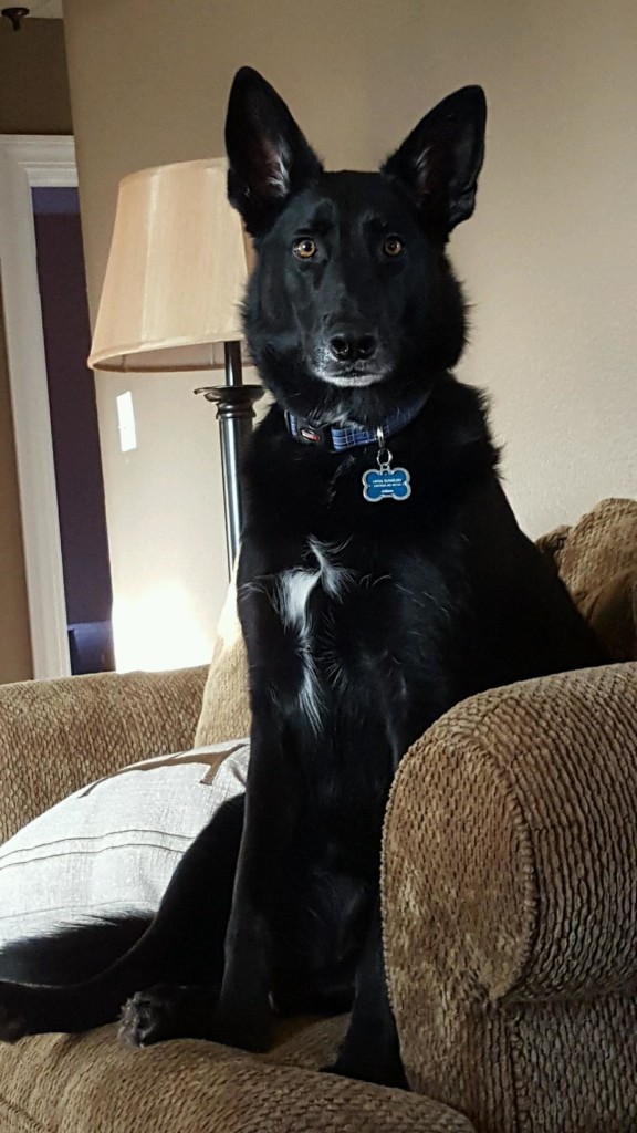 Apollo
