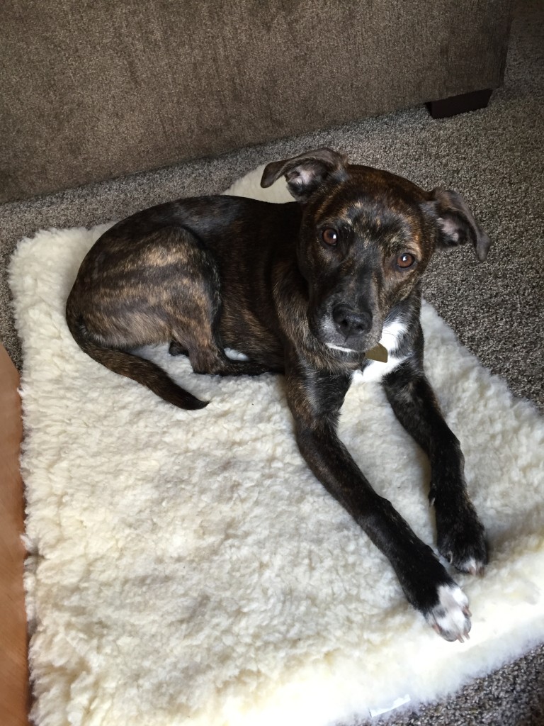 Kali