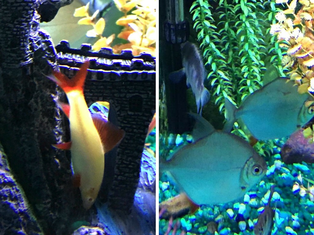 Sharky & Silver Dollar Fishes